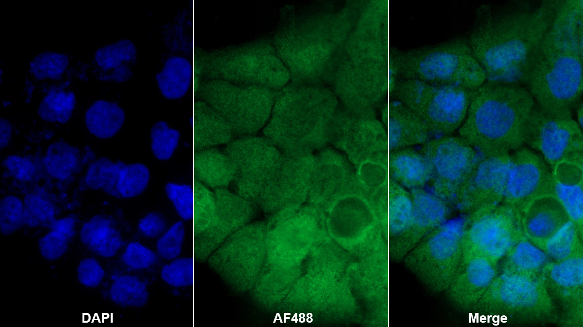 Polyclonal Antibody to Guanylate Binding Protein 4 (GBP4)