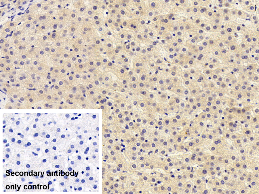 Polyclonal Antibody to Bone Marrow Stromal Cell Antigen 2 (BST2)