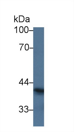 Polyclonal Antibody to Sialic Acid Binding Ig Like Lectin 7 (SIGLEC7)