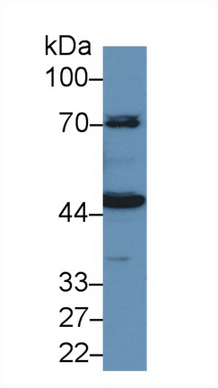 Polyclonal Antibody to High Molecular Weight Kininogen (HMWK)