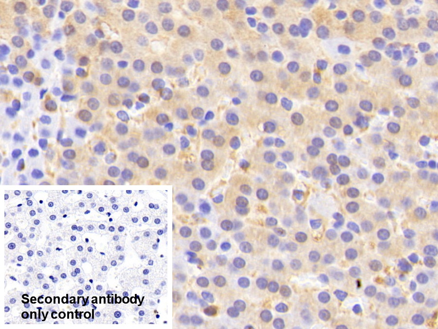 Polyclonal Antibody to High Molecular Weight Kininogen (HMWK)