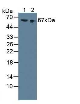 Polyclonal Antibody to High Molecular Weight Kininogen (HMWK)