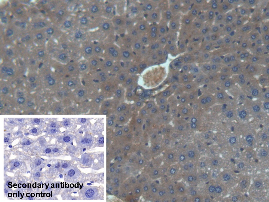 Polyclonal Antibody to High Molecular Weight Kininogen (HMWK)