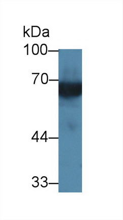 Polyclonal Antibody to High Molecular Weight Kininogen (HMWK)