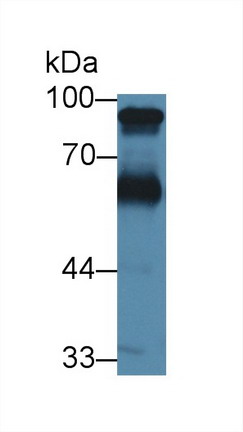 Polyclonal Antibody to High Molecular Weight Kininogen (HMWK)