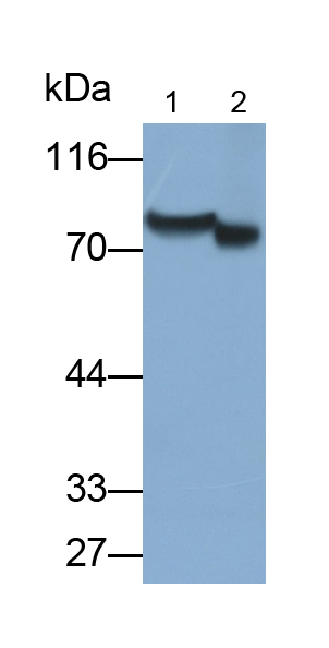 Polyclonal Antibody to Complement Component 9 (C9)