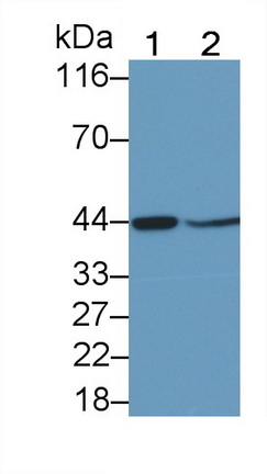 Polyclonal Antibody to Major Histocompatibility Complex Class I G (MHCG)