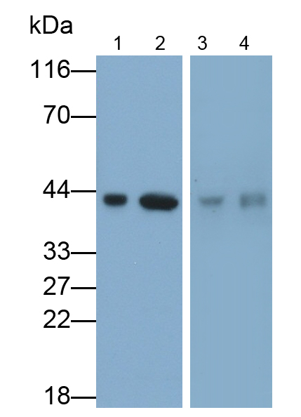 Polyclonal Antibody to Major Histocompatibility Complex Class I G (MHCG)