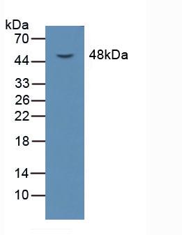 Polyclonal Antibody to Lectin Like Oxidized Low Density Lipoprotein Receptor 1 (LOX1)