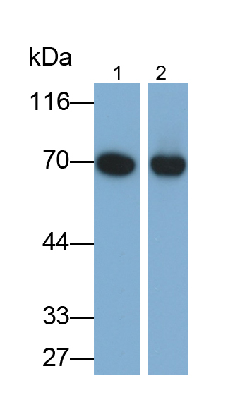 Polyclonal Antibody to Fetuin B (FETUB)