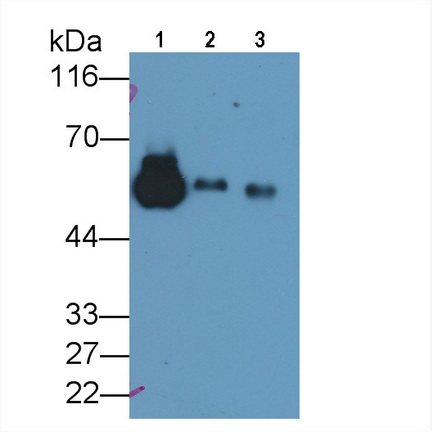 Polyclonal Antibody to Fetuin B (FETUB)