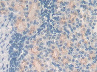 Polyclonal Antibody to Metallothionein 2 (MT2)