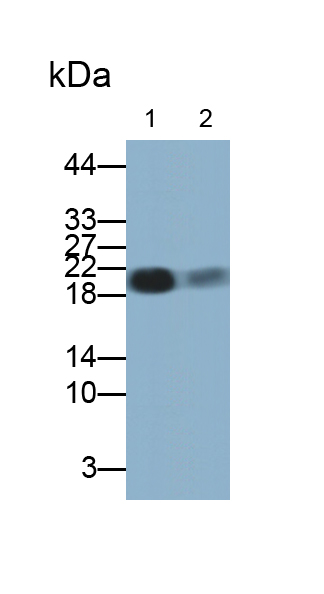 Polyclonal Antibody to Cluster Of Differentiation 3d (CD3d)