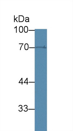 Polyclonal Antibody to Forkhead Box P3 (FOXP3)