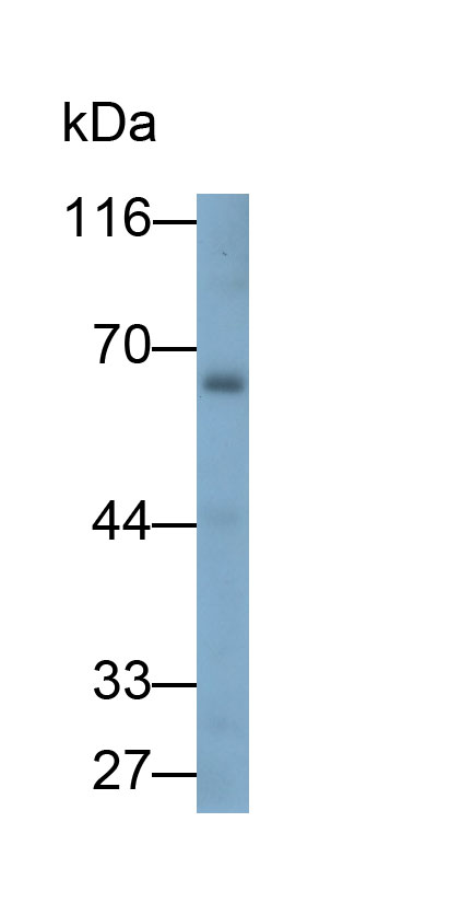 Polyclonal Antibody to Forkhead Box P3 (FOXP3)