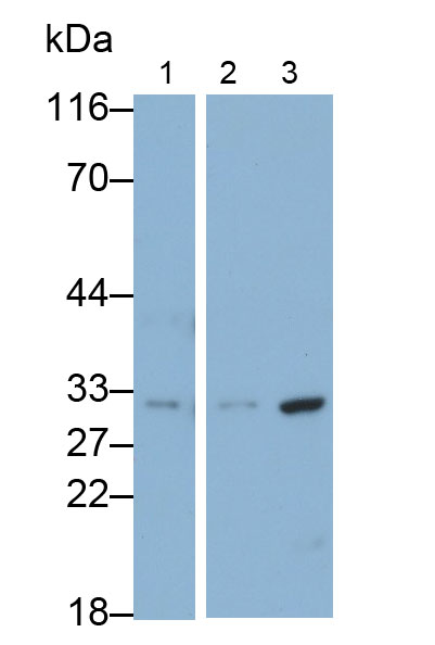 Polyclonal Antibody to Cyclin Dependent Kinase 1 (CDK1)