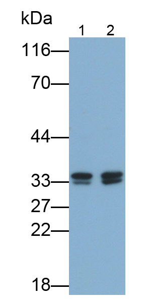 Polyclonal Antibody to Cyclin Dependent Kinase 2 (CDK2)