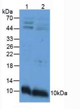 Polyclonal Antibody to Apolipoprotein C3 (APOC3)