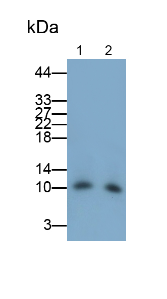 Polyclonal Antibody to Apolipoprotein C3 (APOC3)