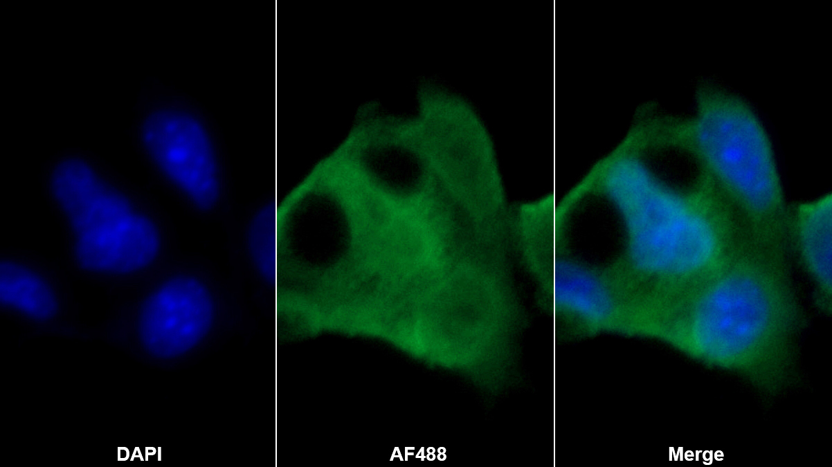 Polyclonal Antibody to Apolipoprotein C3 (APOC3)