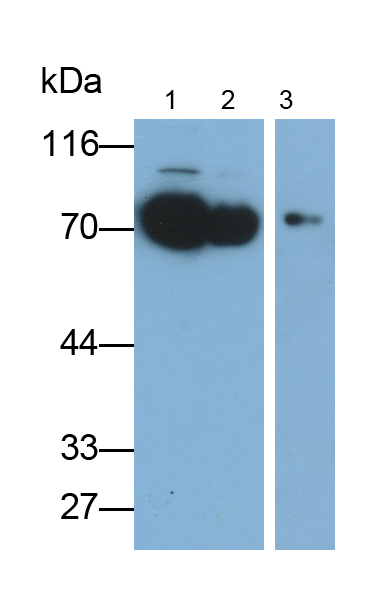 Polyclonal Antibody to Glycoprotein VI (GP6)