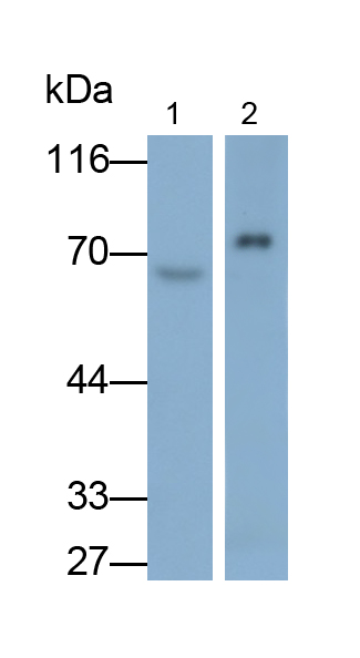 Polyclonal Antibody to Cholinergic Receptor, Nicotinic, Alpha 4 (CHRNa4)