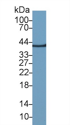 Polyclonal Antibody to Glyceraldehyde-3-Phosphate Dehydrogenase (GAPDH)