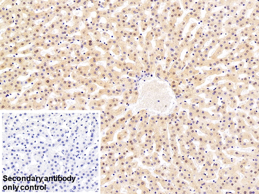 Polyclonal Antibody to Glyceraldehyde-3-Phosphate Dehydrogenase (GAPDH)