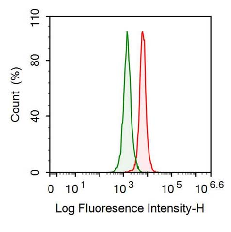 Polyclonal Antibody to Glyceraldehyde-3-Phosphate Dehydrogenase (GAPDH)