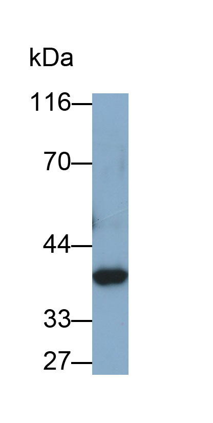 Polyclonal Antibody to Glyceraldehyde-3-Phosphate Dehydrogenase (GAPDH)