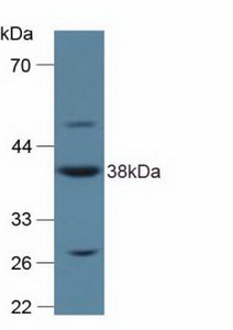 Polyclonal Antibody to Annexin A2 (ANXA2)