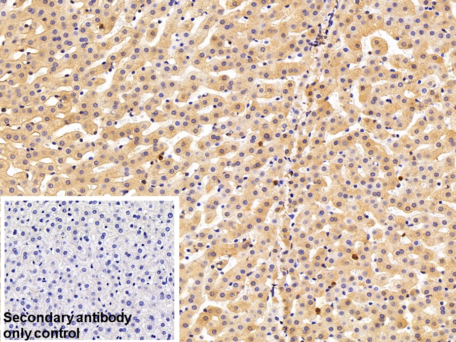 Polyclonal Antibody to Annexin A2 (ANXA2)