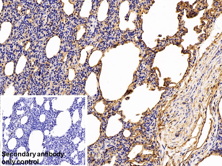 Polyclonal Antibody to Annexin A2 (ANXA2)