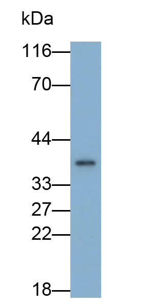 Polyclonal Antibody to Annexin A2 (ANXA2)
