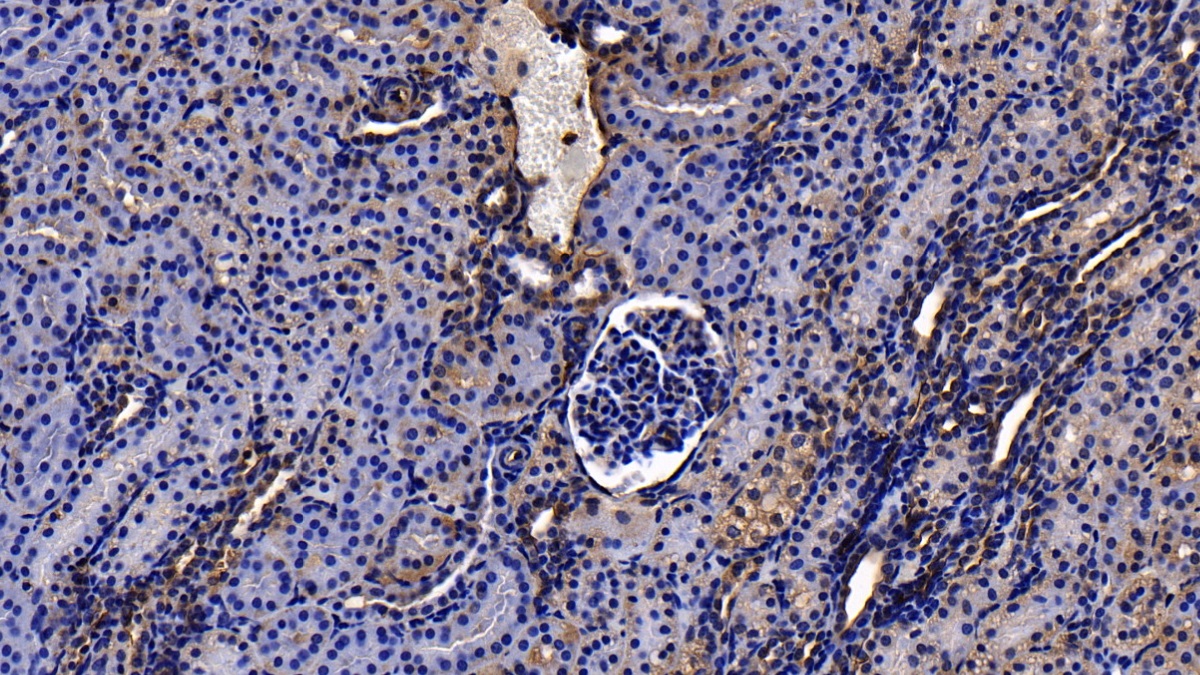 Polyclonal Antibody to Annexin A2 (ANXA2)