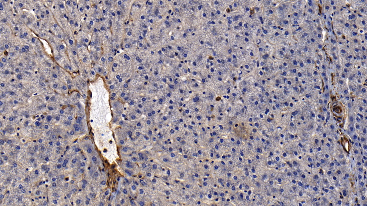 Polyclonal Antibody to Annexin A2 (ANXA2)