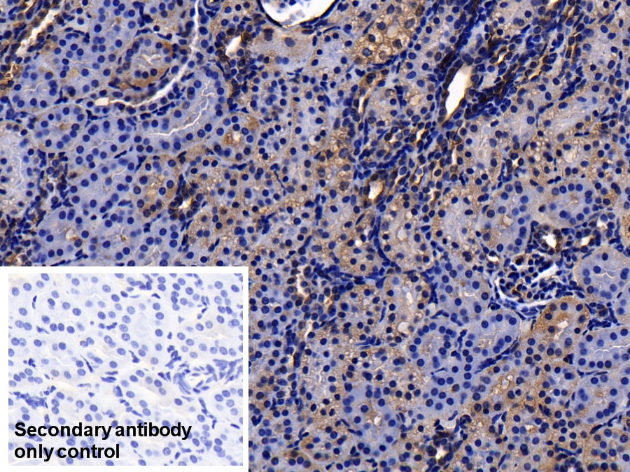 Polyclonal Antibody to Annexin A2 (ANXA2)