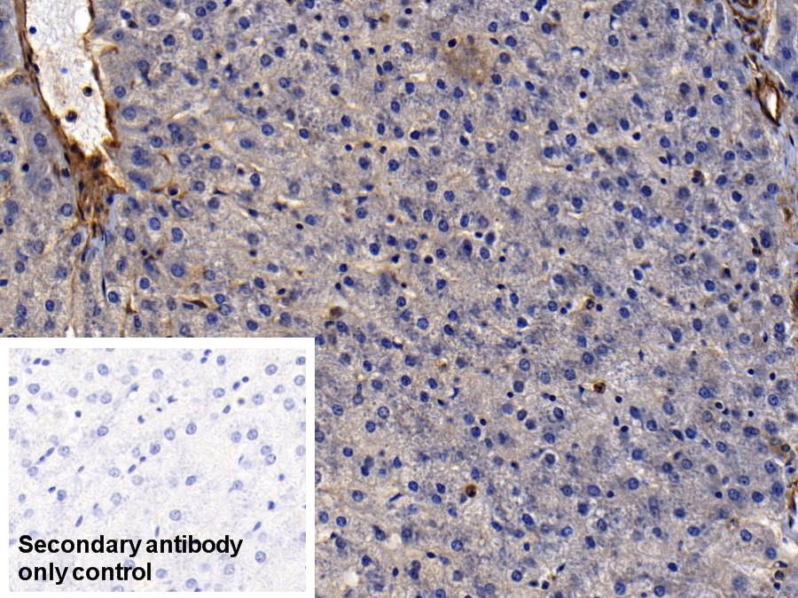 Polyclonal Antibody to Annexin A2 (ANXA2)