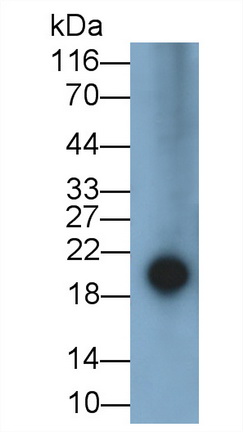 Polyclonal Antibody to Epiregulin (EREG)