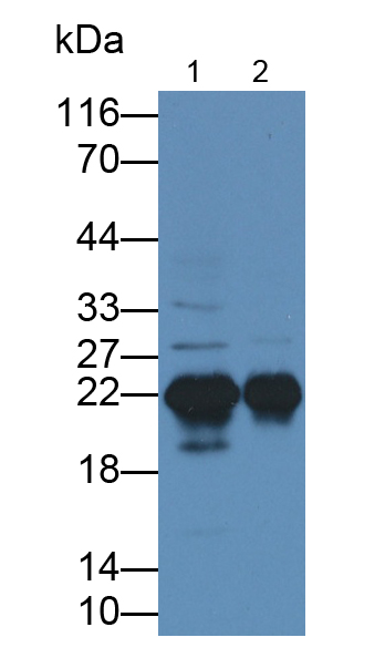 Polyclonal Antibody to Sperm Protein 17 (Sp17)