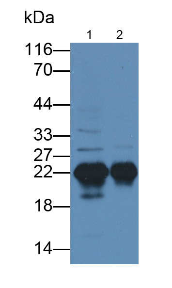Polyclonal Antibody to Sperm Protein 17 (Sp17)
