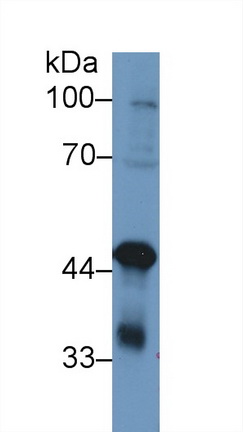 Polyclonal Antibody to Tar DNA Binding Protein 43kDa (TDP43)