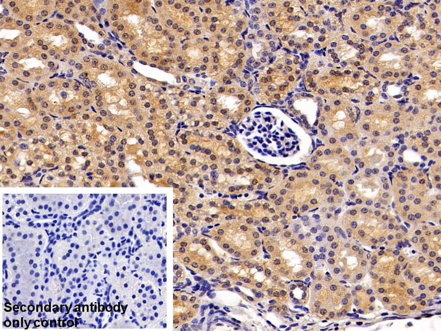 Polyclonal Antibody to Glutathione S Transferase Alpha 2 (GSTa2)