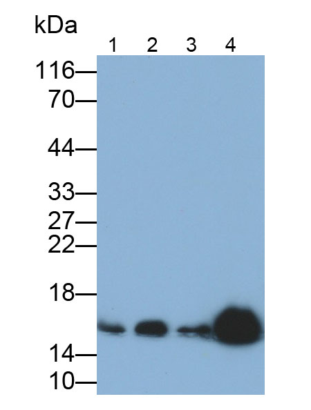 Polyclonal Antibody to Superoxide Dismutase 1 (SOD1)