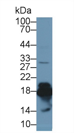 Polyclonal Antibody to Superoxide Dismutase 1 (SOD1)