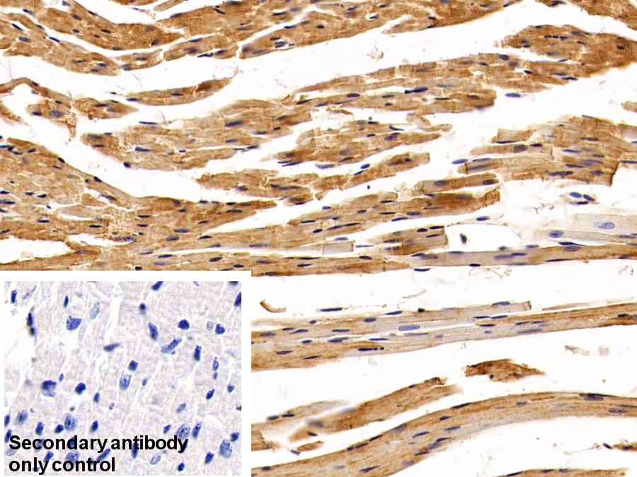 Polyclonal Antibody to Superoxide Dismutase 1 (SOD1)