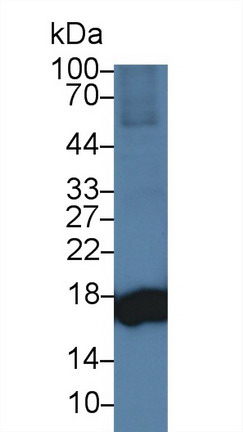 Polyclonal Antibody to Superoxide Dismutase 1 (SOD1)