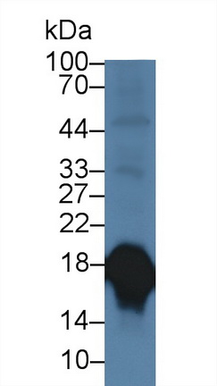 Polyclonal Antibody to Superoxide Dismutase 1 (SOD1)