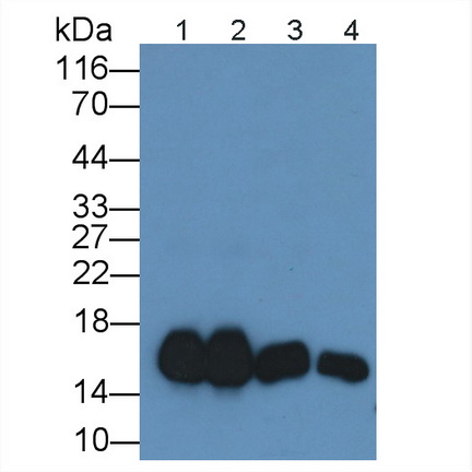 Polyclonal Antibody to Superoxide Dismutase 1 (SOD1)