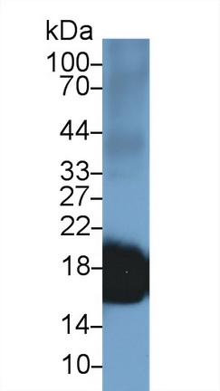 Polyclonal Antibody to Superoxide Dismutase 1 (SOD1)